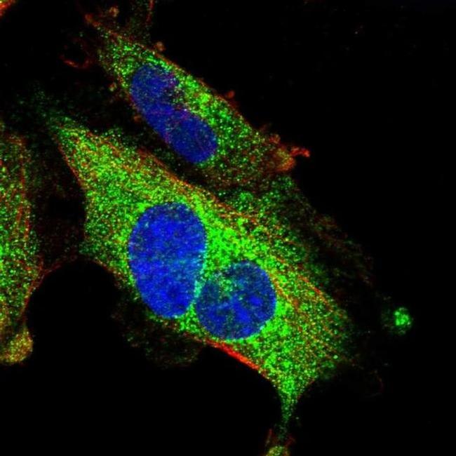 PID1 Antibody in Immunocytochemistry (ICC/IF)