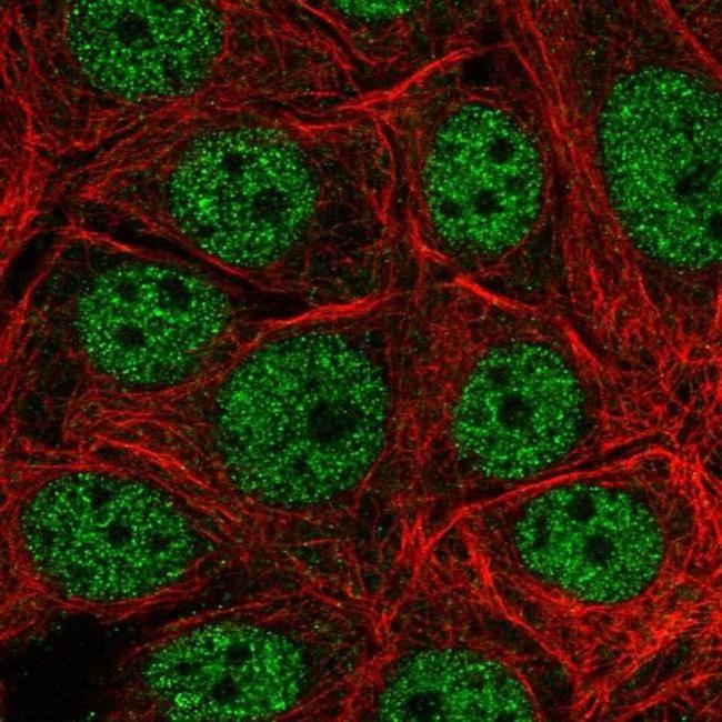 LAGE3 Antibody in Immunocytochemistry (ICC/IF)