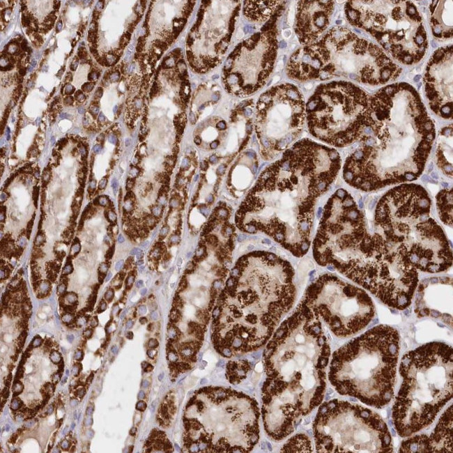 ASNSD1 Antibody in Immunohistochemistry (Paraffin) (IHC (P))