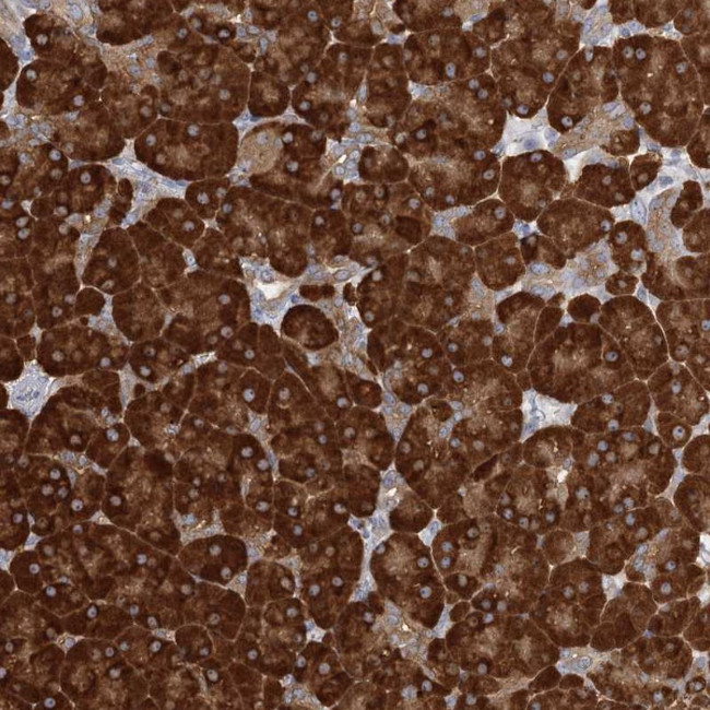 FAM110C Antibody in Immunohistochemistry (Paraffin) (IHC (P))