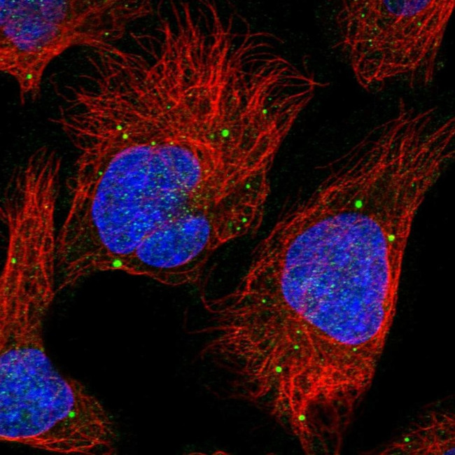 PLCH1 Antibody in Immunocytochemistry (ICC/IF)