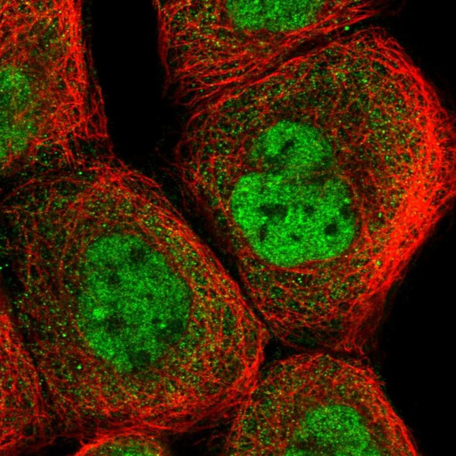 ANKRD23 Antibody in Immunocytochemistry (ICC/IF)