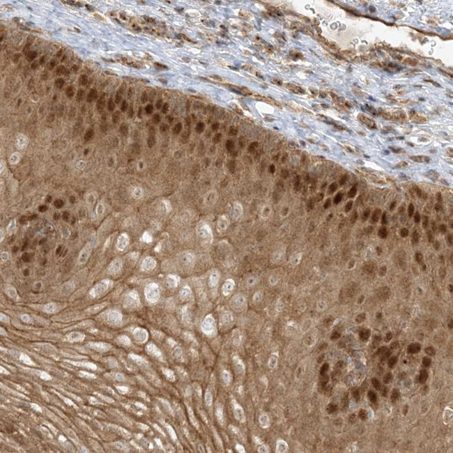 NAF1 Antibody in Immunohistochemistry (Paraffin) (IHC (P))