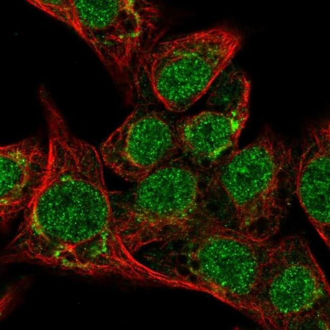 SEPP1 Antibody in Immunocytochemistry (ICC/IF)