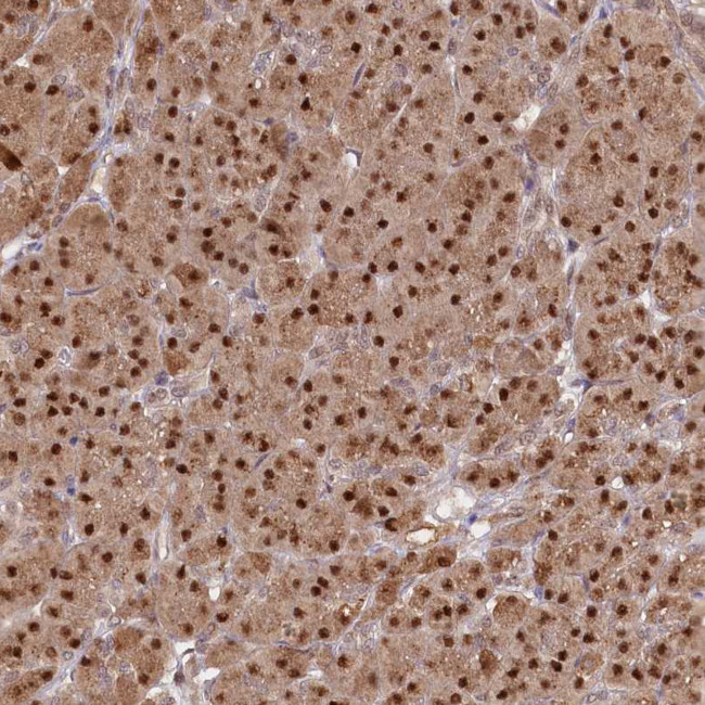 GNL3L Antibody in Immunohistochemistry (Paraffin) (IHC (P))