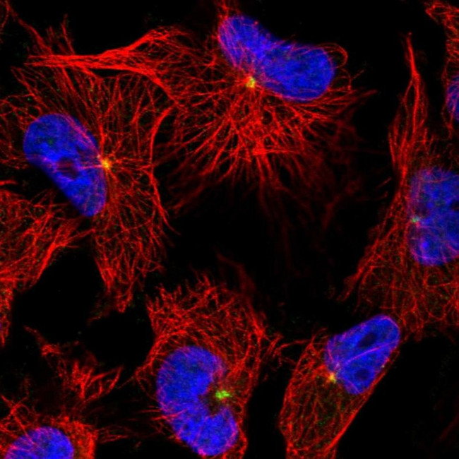 OBSL1 Antibody in Immunocytochemistry (ICC/IF)