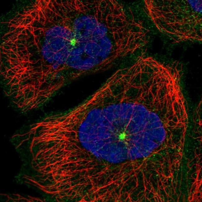 RAB11FIP5 Antibody in Immunocytochemistry (ICC/IF)