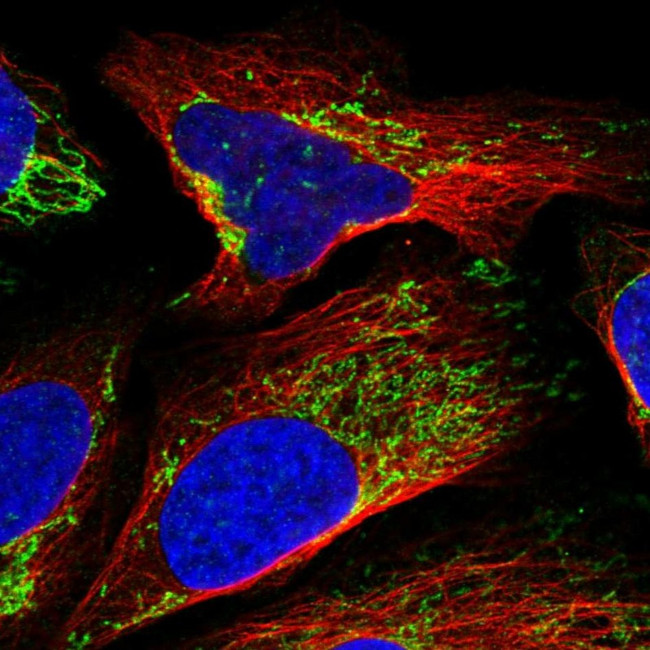 LRP130 Antibody in Immunocytochemistry (ICC/IF)