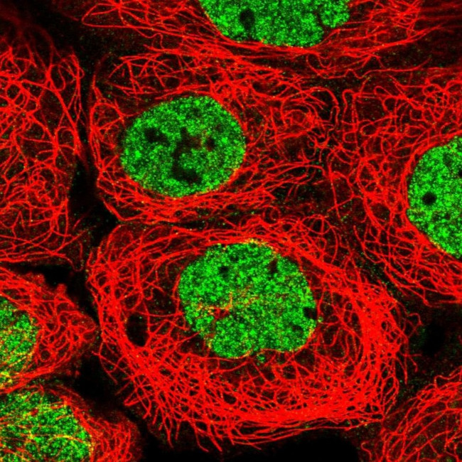 PYURF Antibody in Immunocytochemistry (ICC/IF)