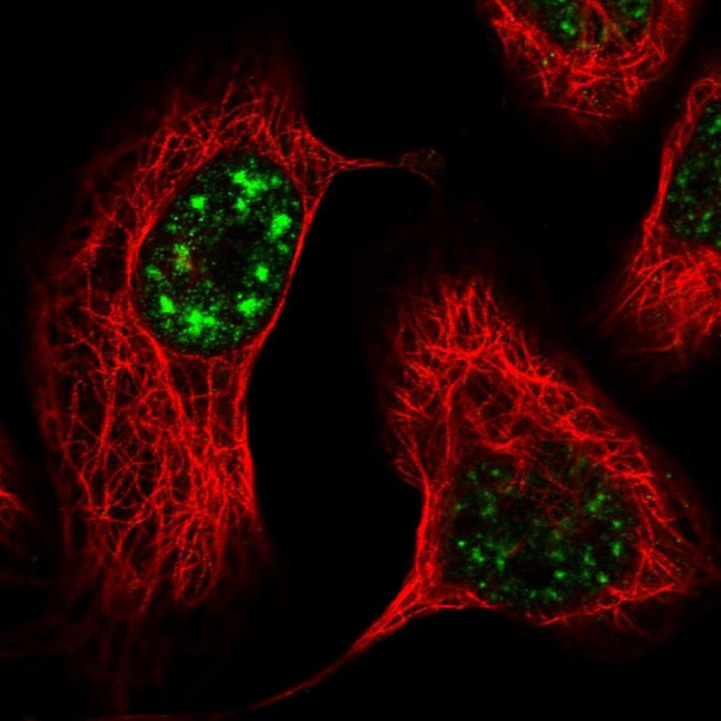 POLR3B Antibody in Immunocytochemistry (ICC/IF)