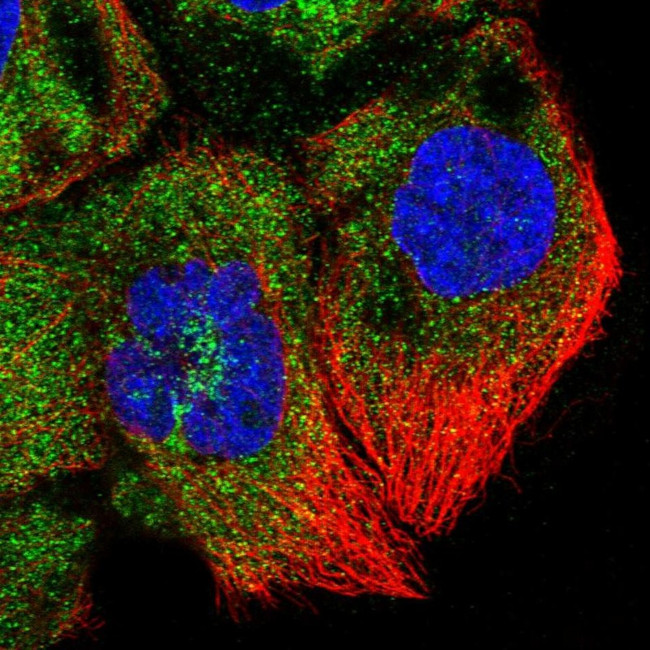 ZNF622 Antibody in Immunocytochemistry (ICC/IF)