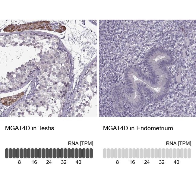 GL54D Antibody in Immunohistochemistry (IHC)