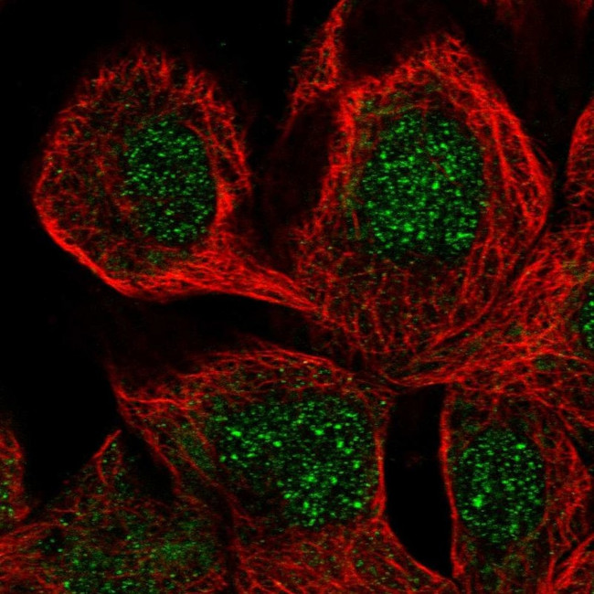 SCFD2 Antibody in Immunocytochemistry (ICC/IF)