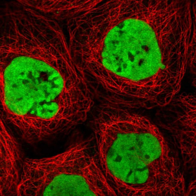 HNRNPA0 Antibody in Immunocytochemistry (ICC/IF)