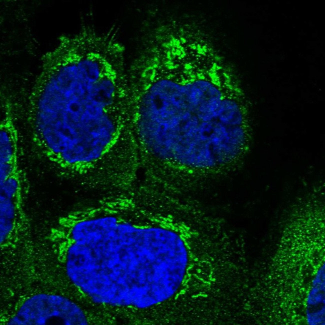 SUCLG1 Antibody in Immunocytochemistry (ICC/IF)