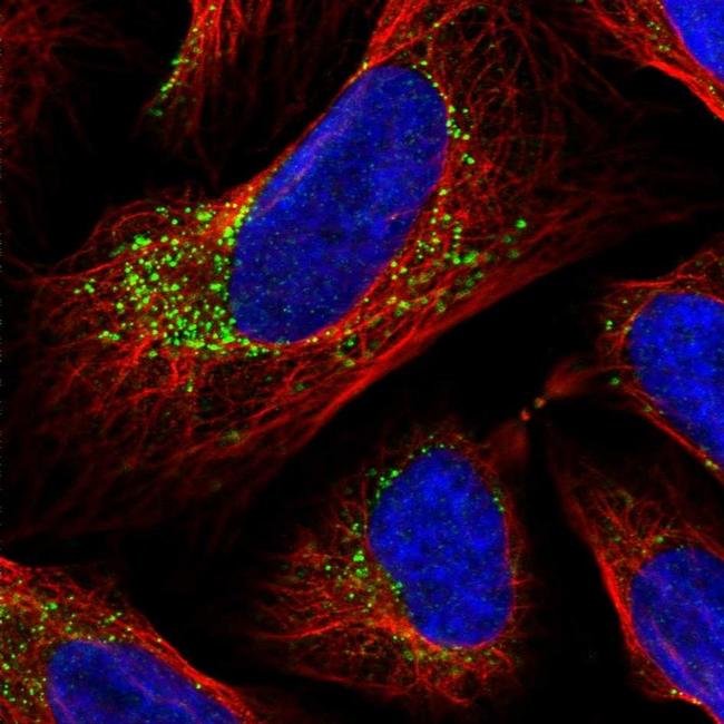 INPP1 Antibody in Immunocytochemistry (ICC/IF)