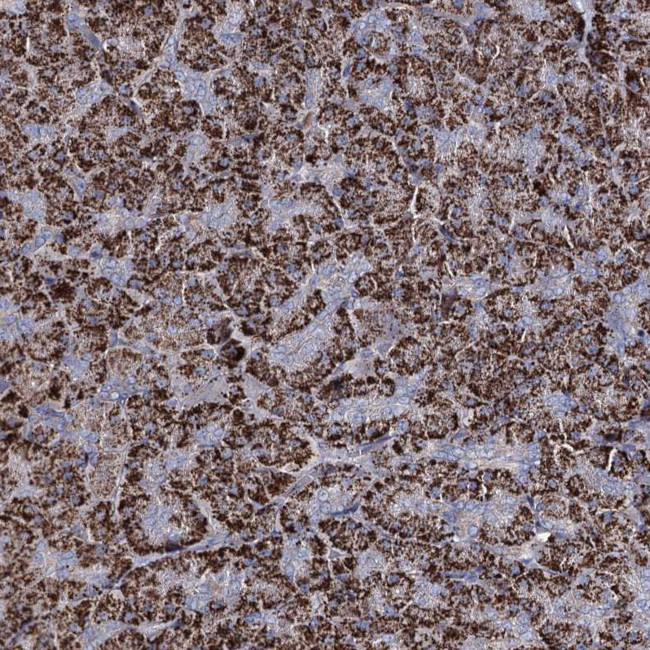 C5orf42 Antibody in Immunohistochemistry (Paraffin) (IHC (P))