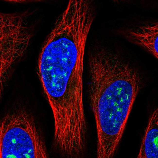 MED12L Antibody in Immunocytochemistry (ICC/IF)