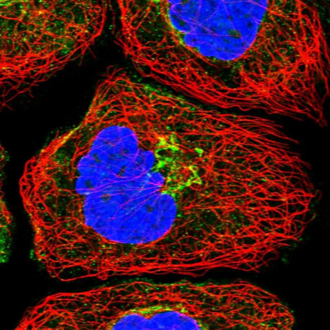 NBAS Antibody in Immunocytochemistry (ICC/IF)