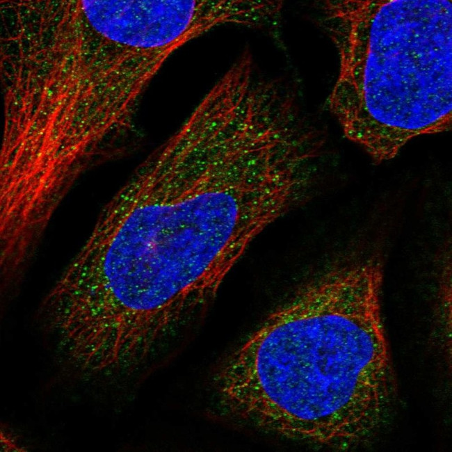 DNAJC13 Antibody in Immunocytochemistry (ICC/IF)