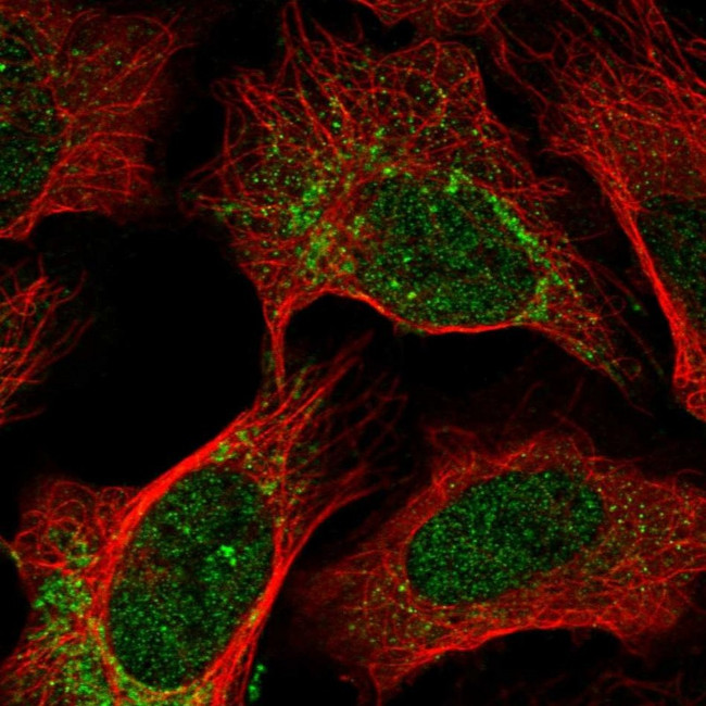 OPA1 Antibody in Immunocytochemistry (ICC/IF)