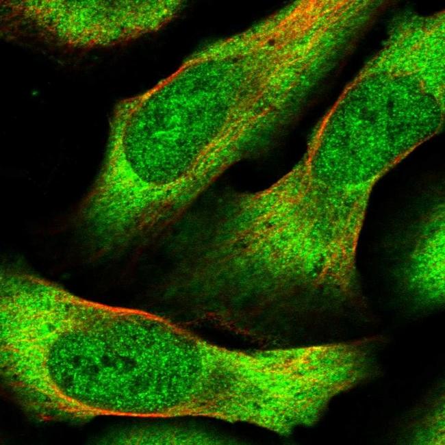 BITE Antibody in Immunocytochemistry (ICC/IF)