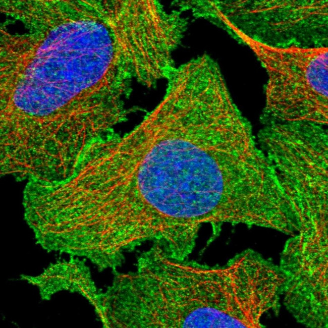 EPB41L5 Antibody in Immunocytochemistry (ICC/IF)