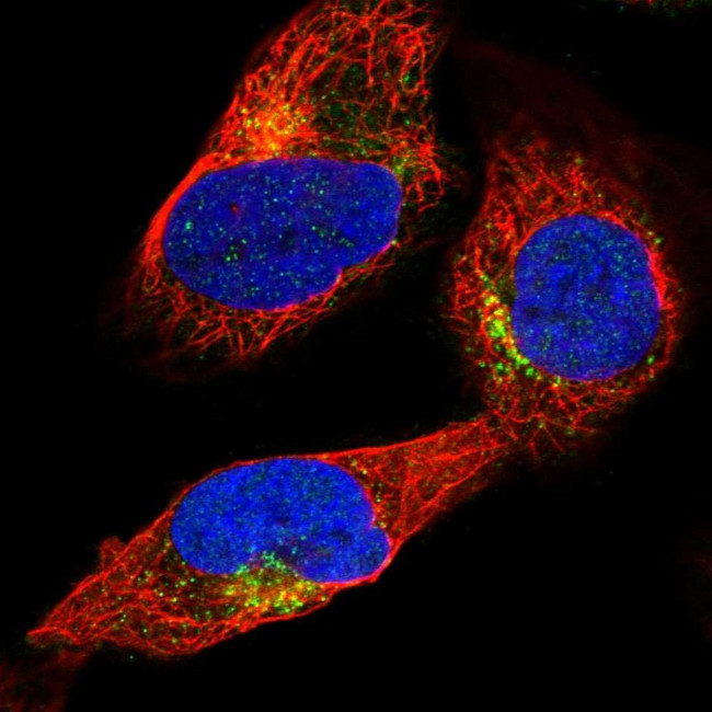 SPA17 Antibody in Immunocytochemistry (ICC/IF)