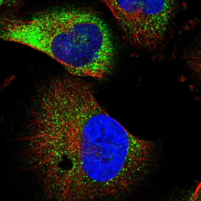 NEURL1B Antibody in Immunocytochemistry (ICC/IF)