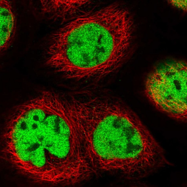 QRICH1 Antibody in Immunocytochemistry (ICC/IF)