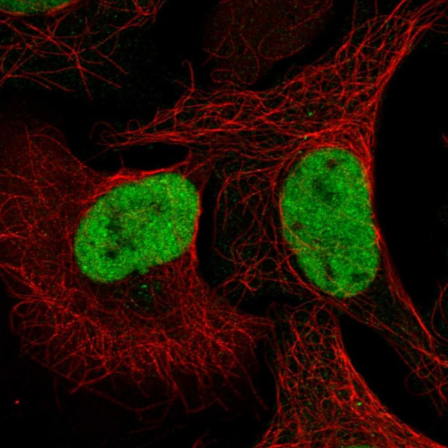 QRICH1 Antibody in Immunocytochemistry (ICC/IF)