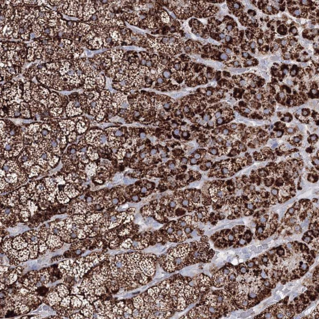 IGSF9 Antibody in Immunohistochemistry (Paraffin) (IHC (P))