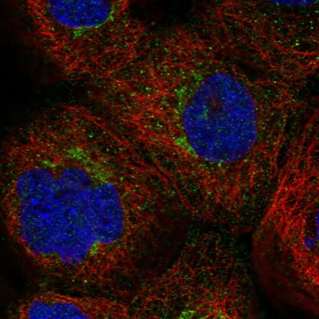 GBF1 Antibody in Immunocytochemistry (ICC/IF)