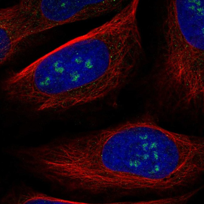 WDR36 Antibody in Immunocytochemistry (ICC/IF)