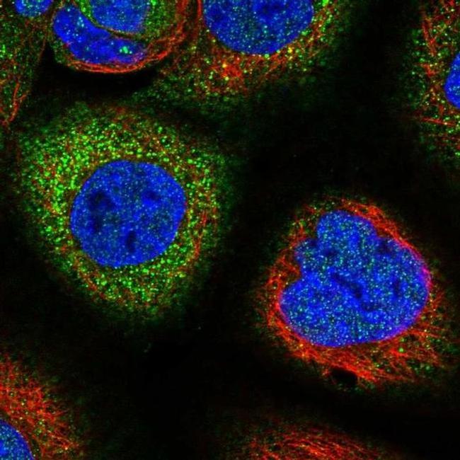 SNX18 Antibody in Immunocytochemistry (ICC/IF)