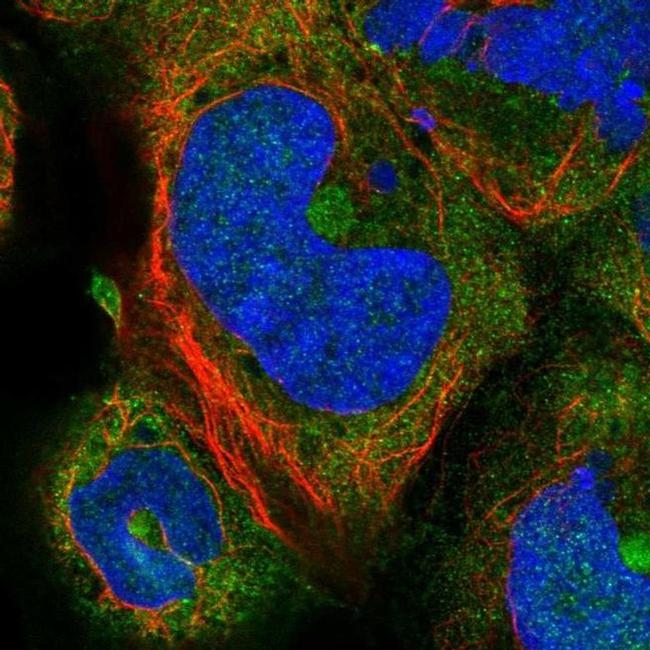 SERGEF Antibody in Immunocytochemistry (ICC/IF)