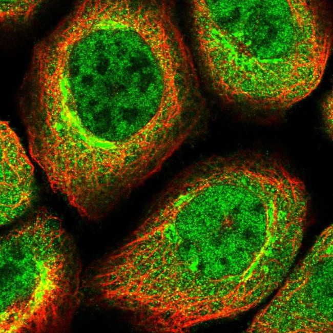 CDC123 Antibody in Immunocytochemistry (ICC/IF)