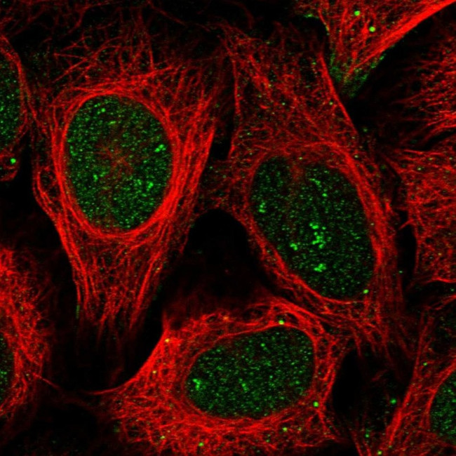 BEND7 Antibody in Immunocytochemistry (ICC/IF)