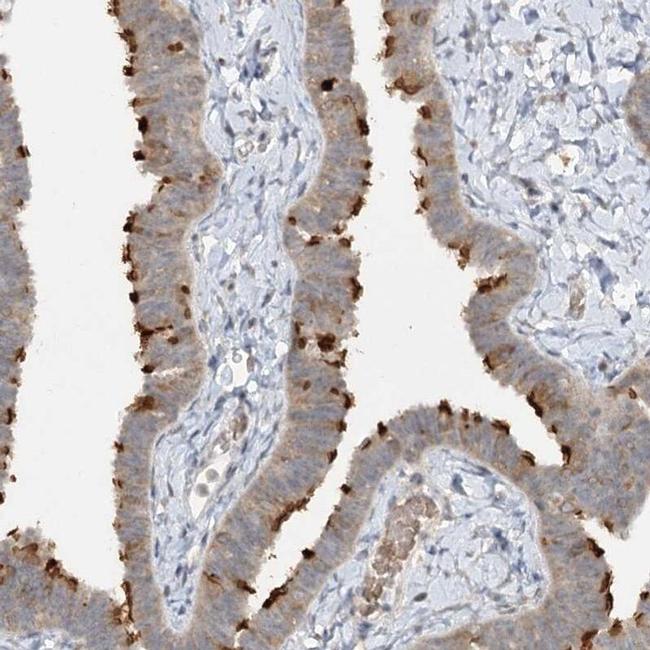 TRAF3IP1 Antibody in Immunohistochemistry (IHC)