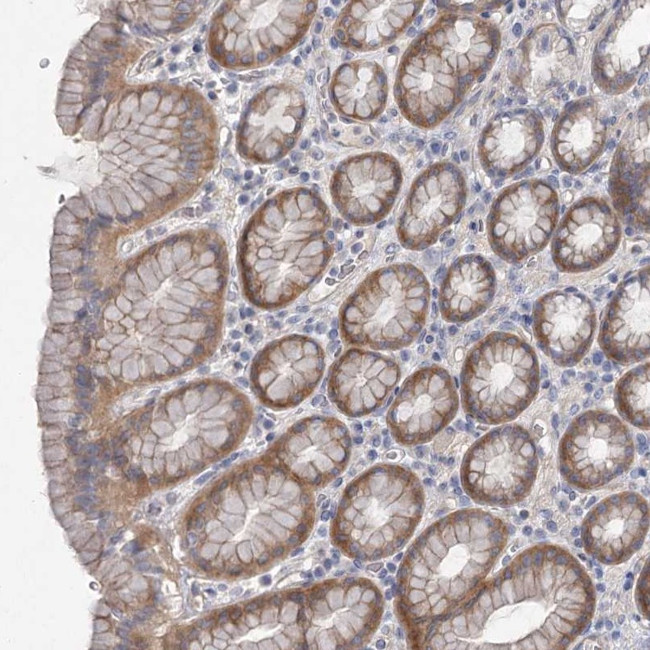 DNMBP Antibody in Immunohistochemistry (Paraffin) (IHC (P))