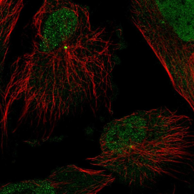 GCP2 Antibody in Immunocytochemistry (ICC/IF)