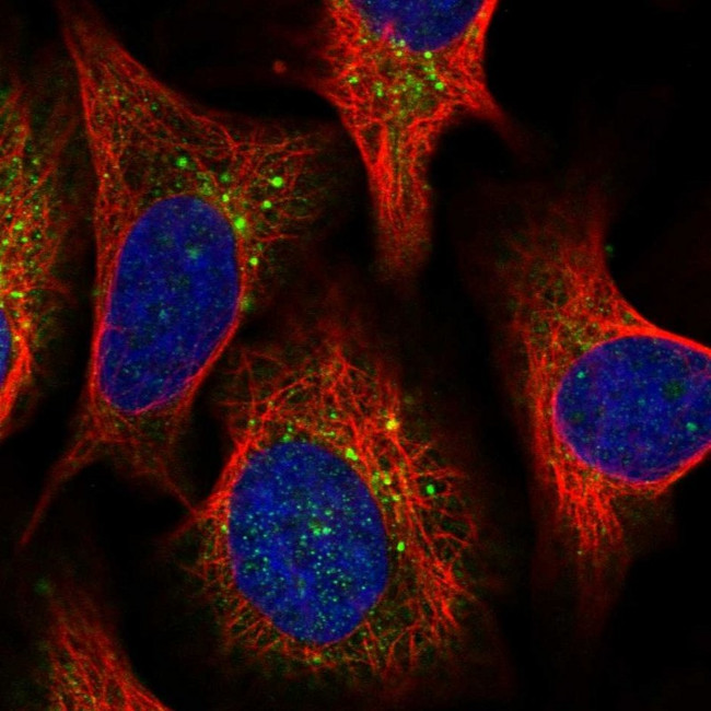 PPIP5K2 Antibody in Immunocytochemistry (ICC/IF)