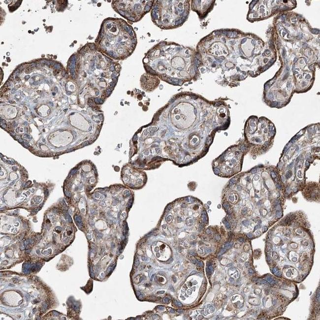 SERINC5 Antibody in Immunohistochemistry (IHC)