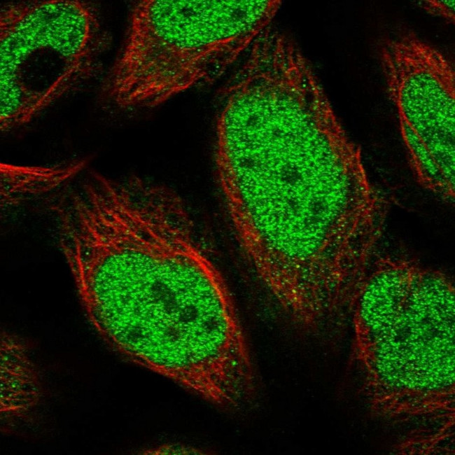 POLR3A Antibody in Immunocytochemistry (ICC/IF)