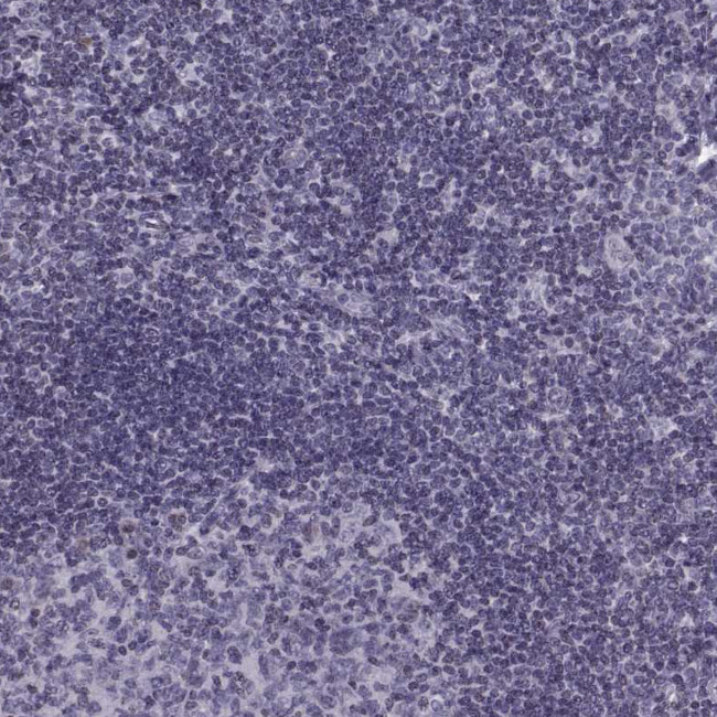 H1FOO Antibody in Immunohistochemistry (Paraffin) (IHC (P))