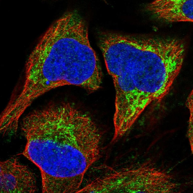 RASSF8 Antibody in Immunocytochemistry (ICC/IF)