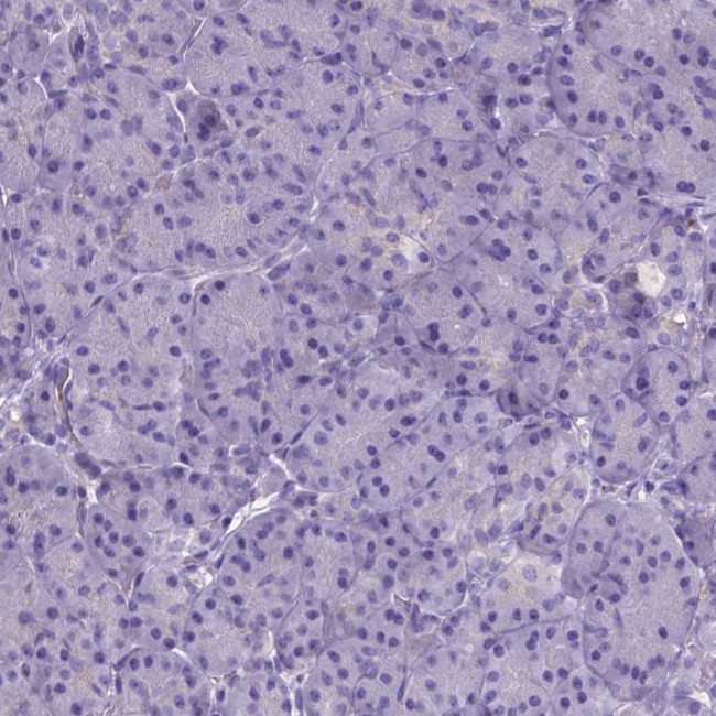 NRGN Antibody in Immunohistochemistry (Paraffin) (IHC (P))