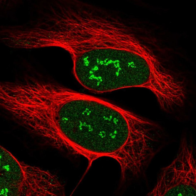 VGLL4 Antibody in Immunocytochemistry (ICC/IF)