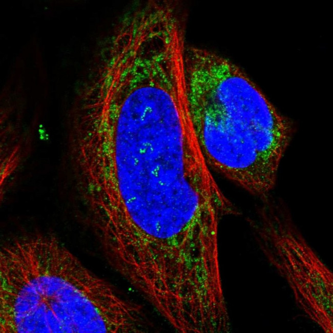 CHCHD5 Antibody in Immunocytochemistry (ICC/IF)