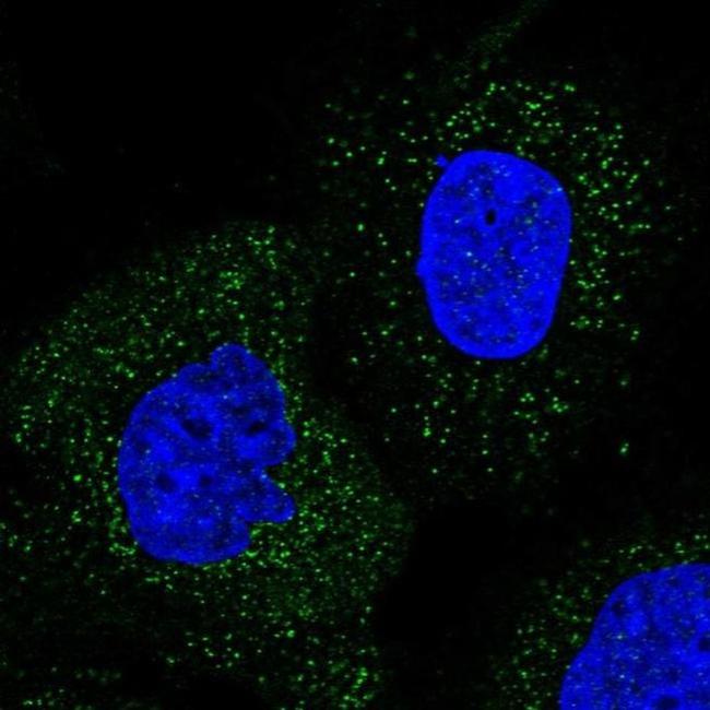 WDR48 Antibody in Immunocytochemistry (ICC/IF)